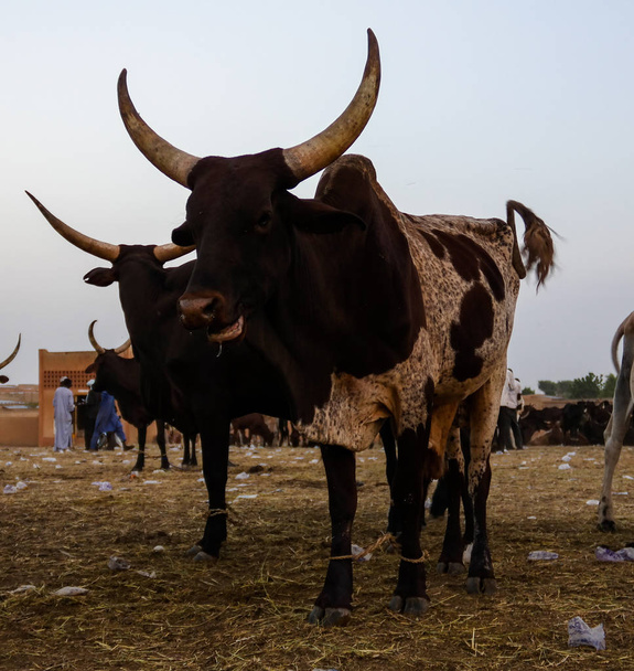 Portret ankole watusi bighorned byka, Zinder rynku bydła, Niger - Zdjęcie, obraz