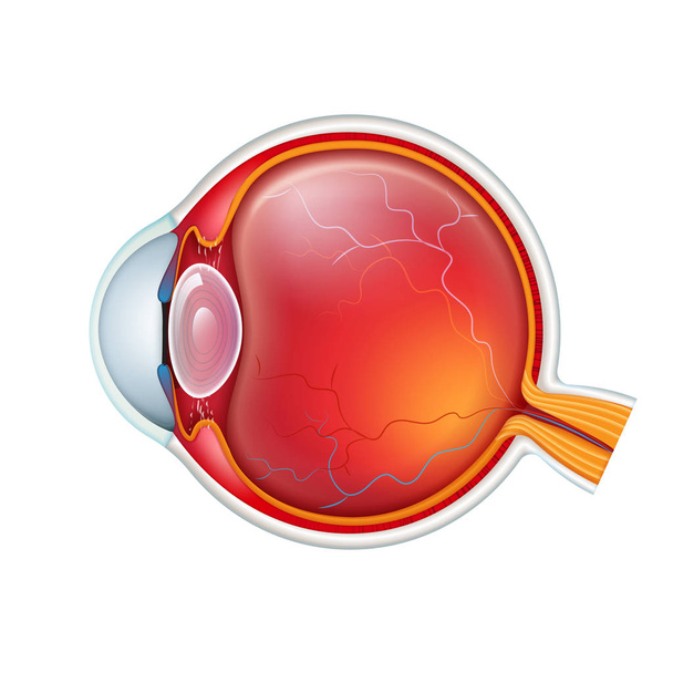 Векторний перетин очей людини крупним планом ізольовано на білому фоні
 - Вектор, зображення