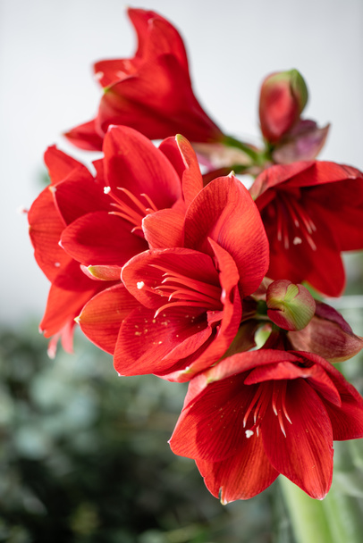 Κοντινό πλάνο της ένα κόκκινο amaryllis. Λουλούδια Amaryllis σε γυάλινο βάζο. Λουλούδι κατάστημα έννοια, ταπετσαρία - Φωτογραφία, εικόνα