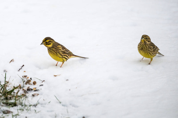Yellowhammers, Emberiza Citrinella, looking for food on a snowy ground - Photo, Image