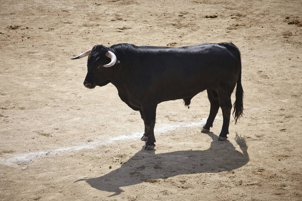 Toro de combate en la arena. Plaza de toros. Toro Bravo. España. Horizontal
 - Foto, Imagen