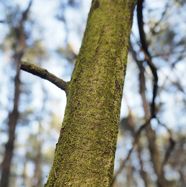 The mossy trunk of a tree - Photo, Image