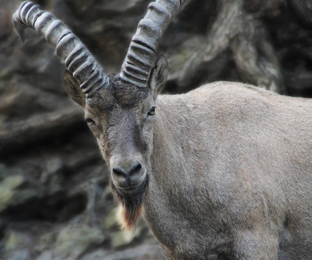  Alpine ibex in the mountains. - Photo, Image