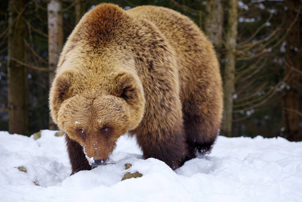 Vadon élő barna medve (Ursus arctos) a hóban - Fotó, kép