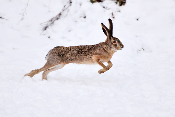 der Feldhase (lepus europaeus) läuft auf dem schneebedeckten Feld - Foto, Bild