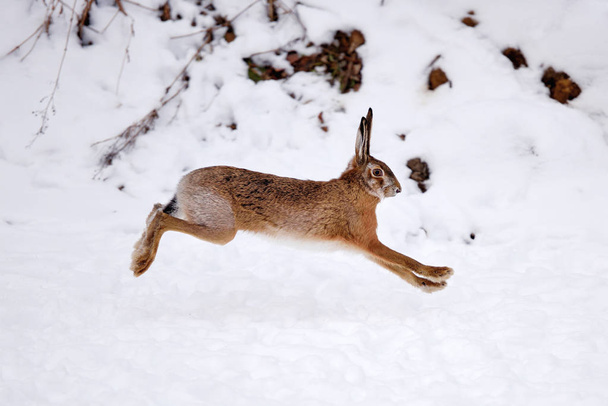 The European hare (Lepus europaeus) running on the snow covered field - Photo, Image