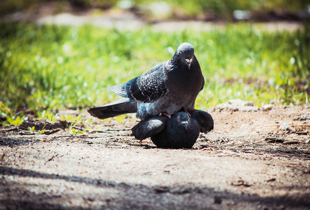 Les pigeons sauvages dans la rue sont des pigeons. Concentration sélective. nature
. - Photo, image