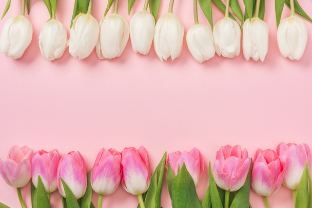 růžové a bílé tulipány, které jsou uspořádány v řádcích na růžovém pozadí s kopií prostor - Fotografie, Obrázek