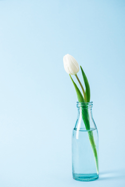 tulipán blanco en jarrón de vidrio transparente sobre fondo azul
 - Foto, Imagen