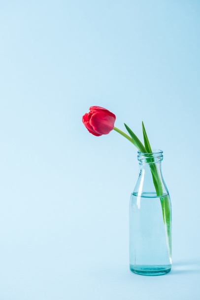 red tulip in transparent glass vase on blue background - Zdjęcie, obraz