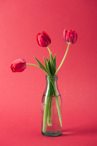 bouquet of red tulips in transparent glass vase on red background - Fotografie, Obrázek