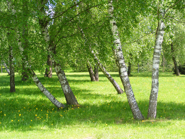 Beyaz Rusya güzel arka planda yaz aylarında birchwood Close-up - Fotoğraf, Görsel