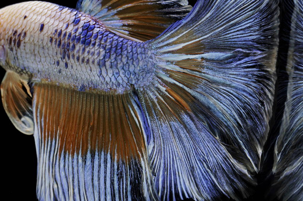 Colors and patterns on the fish tail surface bite. - Fotoğraf, Görsel