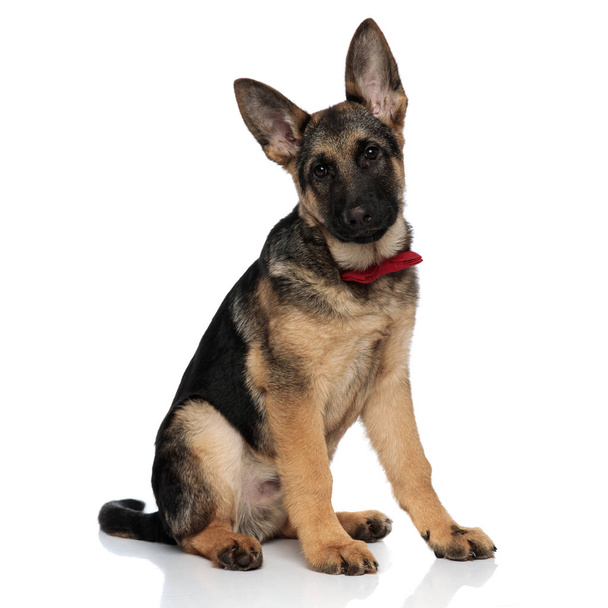 classy german shepard wearing red bowtie sits on white background - Photo, Image