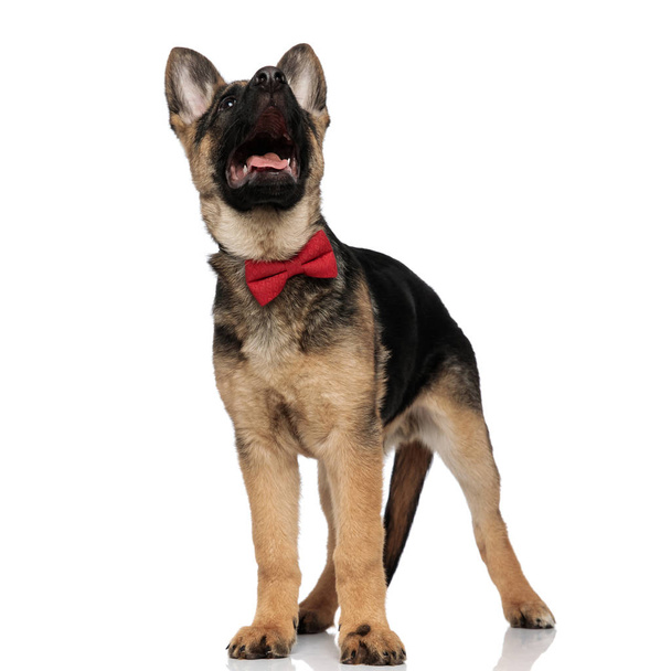 surprised wolf dog wearing red bowtie looking up while standing on white background - Photo, Image