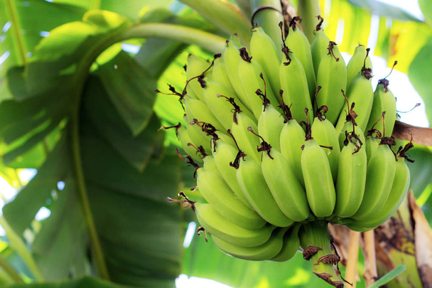 Raw banana on tree in farm with the sunlight. - Foto, Imagen