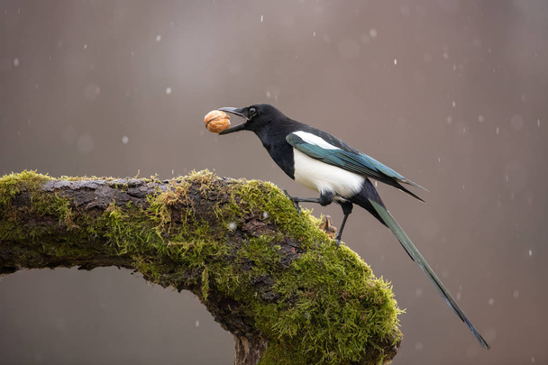 Eurasian Magpie on moss covered branch in winter in snowfall with nut in beak. - Photo, Image