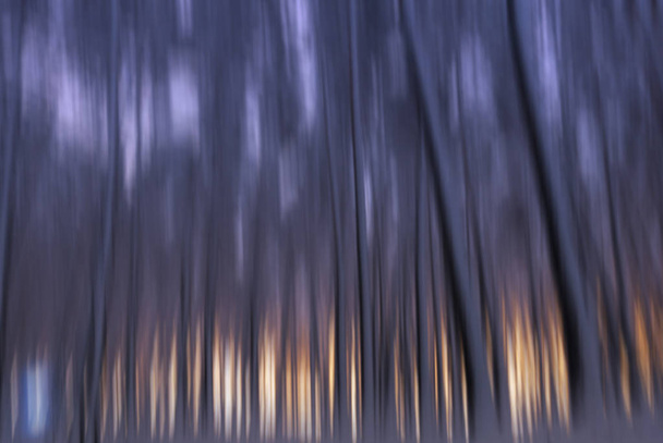 Blurred trees of the forest - 写真・画像