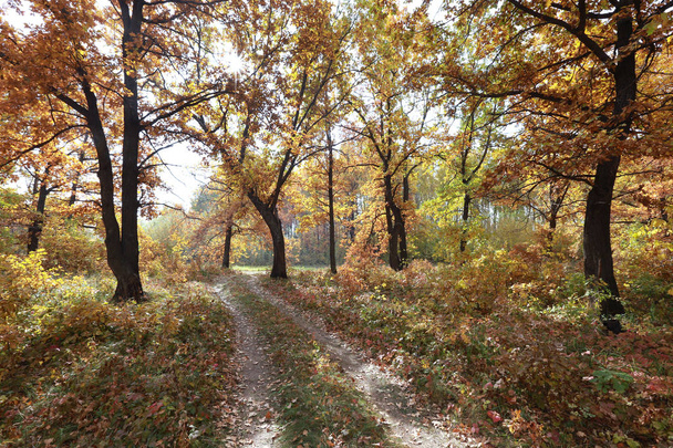 autumn landscape dirt road in an oak grove in the early morning - Foto, afbeelding