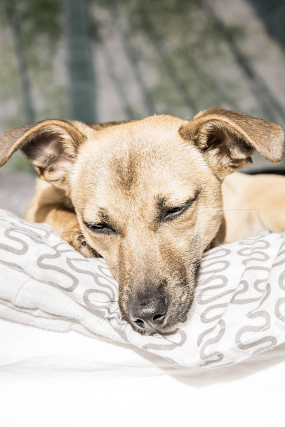 Коричневый милый щенок, изолированный на белом, зеленом фоне - собака-спасатель с восхитительными глазами
 - Фото, изображение