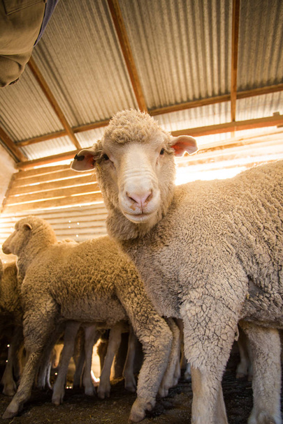 Close up image of  Merino sheep in a shed, in the Karoo region of south africa, getting ready to be sheered and the wool exported - Photo, image