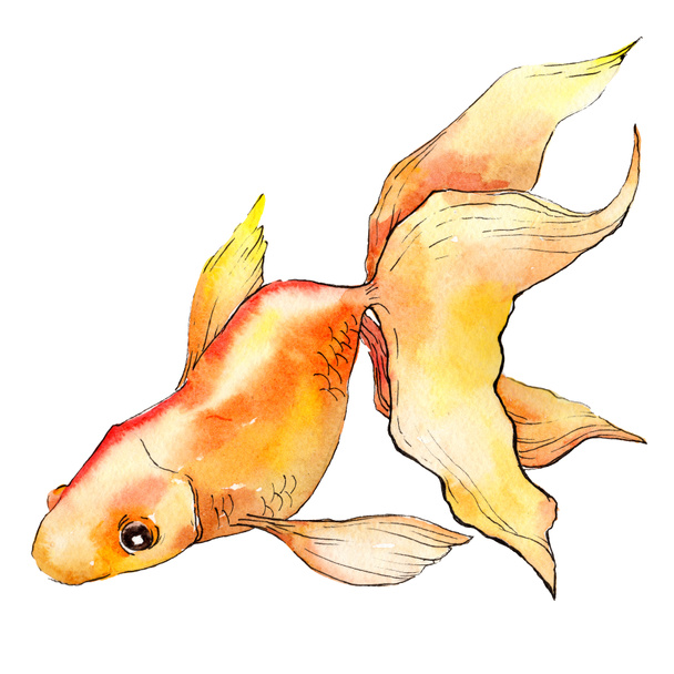 Aquarelle poisson rouge aquatique coloré isolé sur élément d'illustration blanc
. - Photo, image