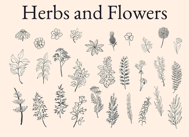 Εικονογράφηση σύνολο σκίτσα με βότανα, φυτά και λουλούδια - Διάνυσμα, εικόνα