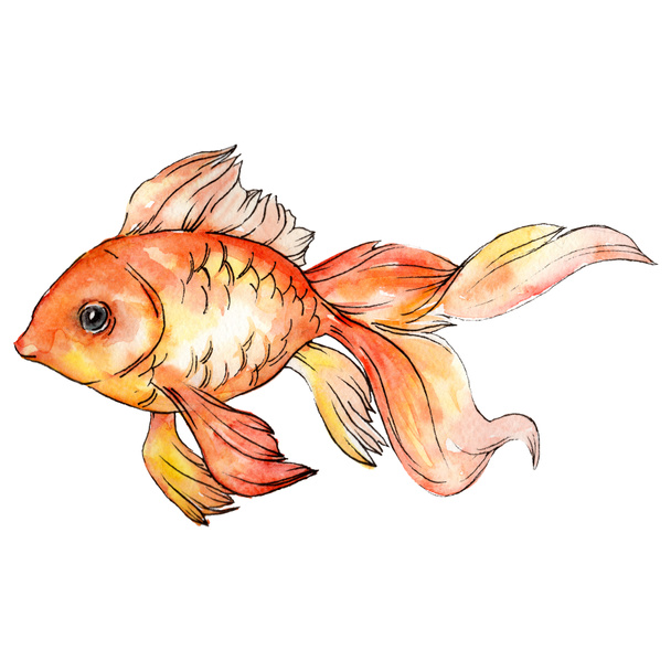 Watercolor aquatic colorful goldfish isolated on white illustration element. - Foto, afbeelding