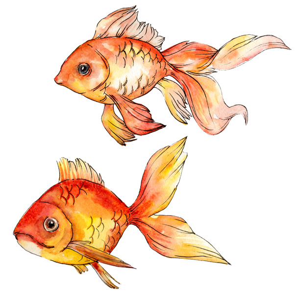 Acuarela acuática coloridos peces de colores aislados en elementos de ilustración blanca
. - Foto, Imagen