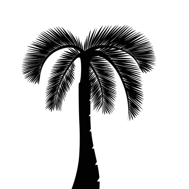 Palmensilhouette isoliert auf weißem Hintergrund - Vektor, Bild