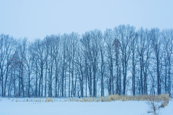 Photo of many winter trees near snowy field - Фото, зображення