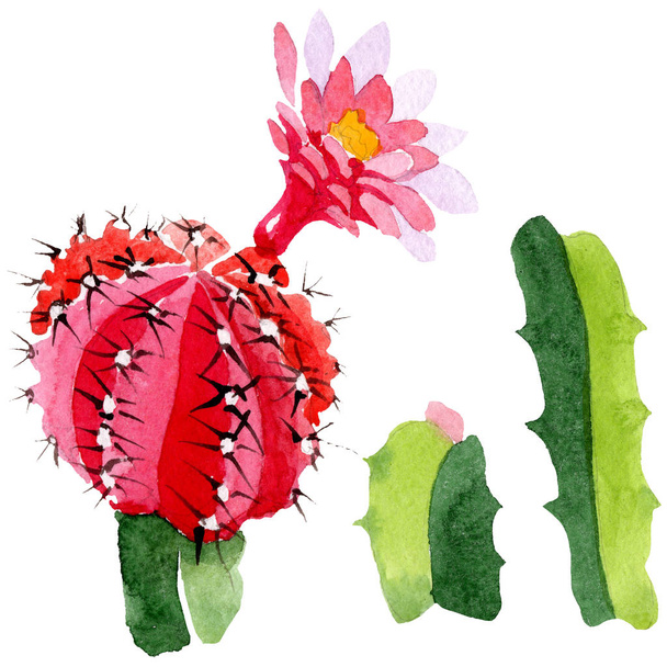 Green and red cacti isolated on white. Watercolor background illustration set.  - Фото, зображення