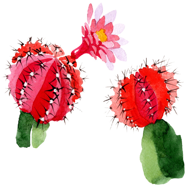 Cactus verdes y rojos aislados en blanco. Acuarela fondo ilustración conjunto
.  - Foto, imagen