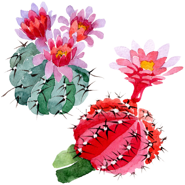 Green and red cacti isolated on white. Watercolor background illustration set.  - Fotó, kép