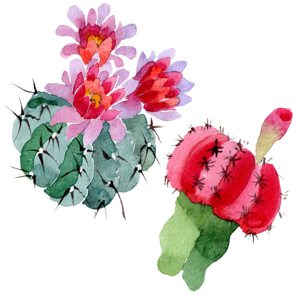 Groene en rode cactussen geïsoleerd op wit. Aquarel achtergrond afbeelding instellen.  - Foto, afbeelding