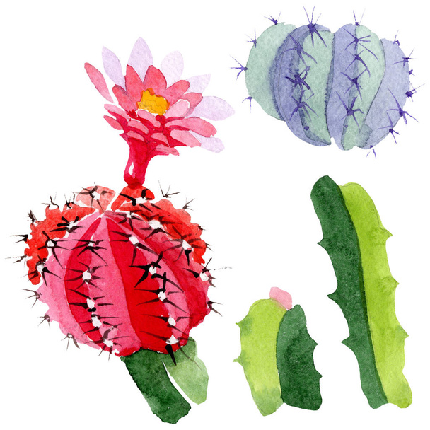 Green and red cacti isolated on white. Watercolor background illustration set.  - Photo, Image