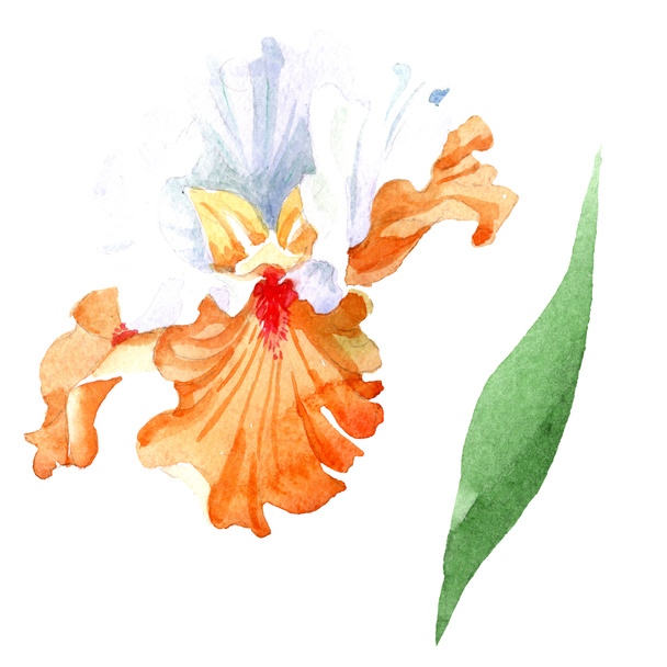 Πορτοκαλί λευκό floral βοτανικό ίριδα. Άγρια άνοιξη φύλλων wildflower απομονωμένη. Ακουαρέλα φόντο εικόνα σύνολο. Ακουαρέλα σχεδίασης μόδας ακουαρέλα. Απομονωμένη ίριδας εικονογράφηση στοιχείο. - Φωτογραφία, εικόνα