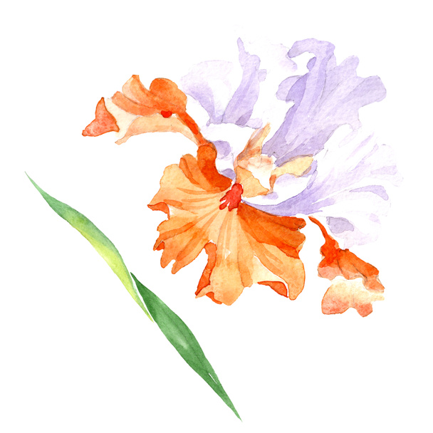 Oranssi valkoinen iiris kukka kasvitieteellinen kukka. Villi kevään lehti luonnonvarainen kukka eristetty. Vesiväri tausta kuvitussarja. Vesiväri piirustus muoti akvarelli. Erillinen värikalvon kuvituselementti
. - Valokuva, kuva