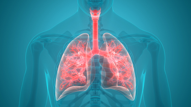 Ilustración 3D del sistema respiratorio humano, anatomía pulmonar
 - Foto, Imagen
