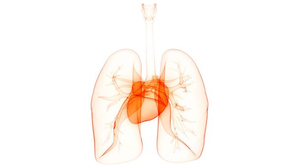 ilustracja 3D ludzkiego układu oddechowego, Anatomia płuc - Zdjęcie, obraz