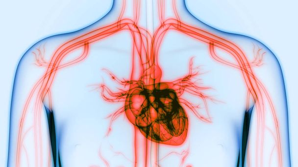 Ihmisen elin (sydän anatomia
) - Valokuva, kuva