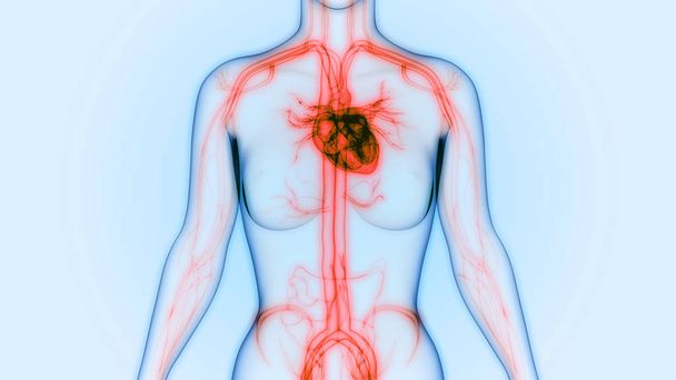Human Body Organs (Heart Anatomy) - Photo, Image