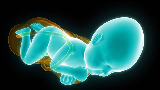 3D απεικόνιση υπερήχων ανθρώπινου εμβρύου - Φωτογραφία, εικόνα
