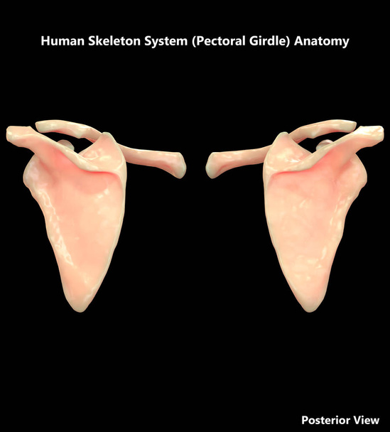 3D illustratie van menselijk skelet systeem (pectoral gordel) anatomie - Foto, afbeelding