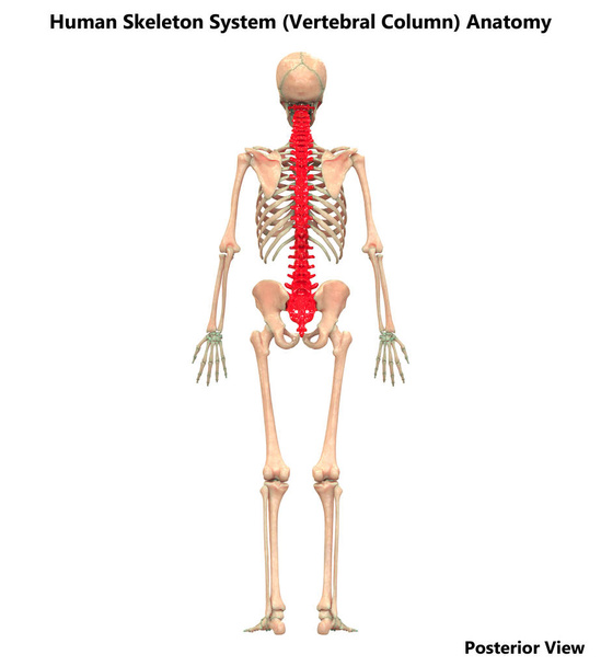 3D-иллюстрация системы скелета человека (позвоночная колонна)
) - Фото, изображение