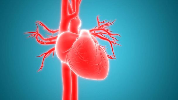 Human Body Organs (Heart Anatomy) - Фото, изображение