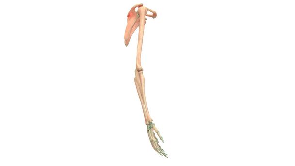 Ilustracja 3D ludzkiego szkieletu systemu anatomii (kończyn górnych) - Zdjęcie, obraz