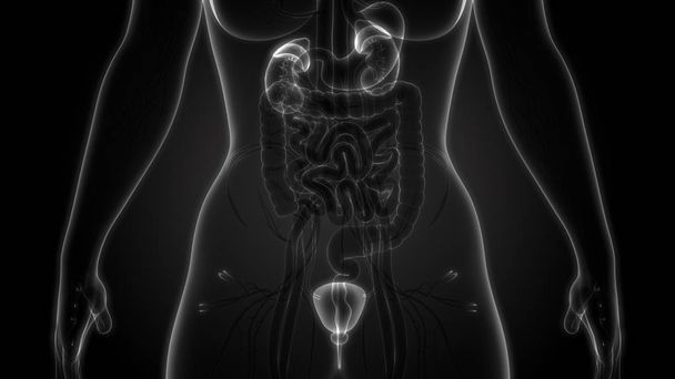 Menselijk lichaamsorganen (nieren met urineblaas) - Foto, afbeelding
