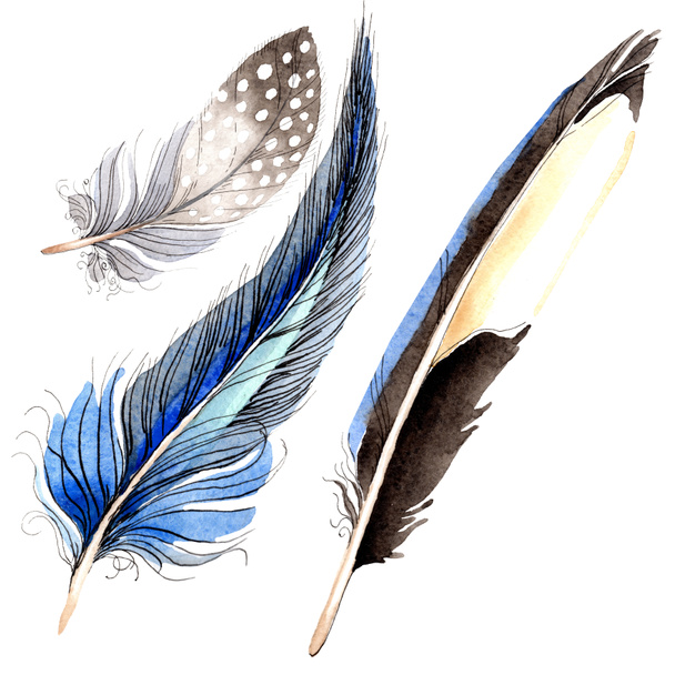 Watercolor blue and black bird feather from wing isolated. Aquarelle feather for background. Watercolour drawing fashion. Isolated feathers illustration element. - Foto, immagini