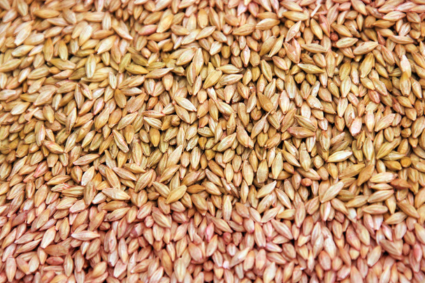 macro isolated texture piles selected grain for sowing in natural lighting  - Photo, Image
